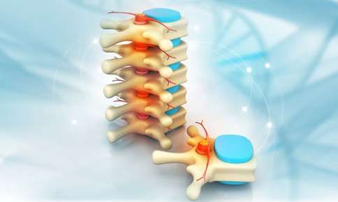 3d spine image
